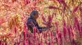 ‘It could feed the world’: amaranth, a health trend 8,000 years old that survived colonization