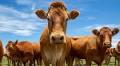 Australia welcomes Trump’s removal of tariffs on beef and other food imports