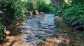 Rare Cambridgeshire chalk streams to be given £420,000 for restoration