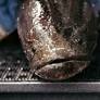 Video: Armed With Bows and Arrows, Hunters Fight the Invasive ‘Frankenfish’