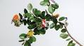 Sport Native Hawai‘i Birds as Adorable Hair Clips
