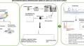 The role of wastewater-based epidemiology for SARS-CoV-2 in developing countries: Cumulative evidence from South Africa supports sentinel site surveillance to guide public health decision-making