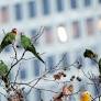 What Species Are San Francisco’s Parrots? It’s Complicated.