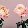 How to Grow Roses From Cuttings in 6 Simple Steps, According to Garden Experts