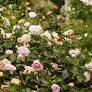 Chelsea is synonymous with roses but this year marks a shift towards a new style of planting. These are the roses to know about this year