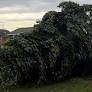 Christmas tree man found guilty