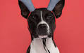 Just in Time for the Holidays, Target Introduces Exclusive New Designer Pet Gifts from Wit & Delight