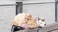 Insta-famous pets who travel the world with their owners | loveexploring.com