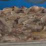 Company retests Savannah seafood restaurants to determine local shrimp authenticity
