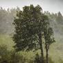 Strong winds down trees, rip off roofs in Far North during overnight storm
