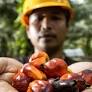 BPDP Danai 400 Research on Palm Oil, PASPI: Productivity is Still Stagnant