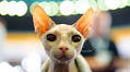Romania FIFe World Cat Show