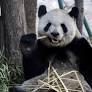 Pair of giant pandas from China set to shack up at Atlanta zoo - National
