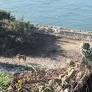 Researchers discover where coyote that made epic swim to Alcatraz came from