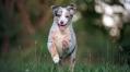 Miscounting calories: Why pet food calorie calculations need fixing