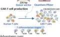Quantum pBac : An effective, high-capacity piggyBac based gene integration vector system for unlocking gene therapy potential