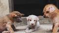 Hoboken Woman Rescues Three Puppies from Philippines