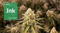 Jenny Kush in Chicago: Learn why Illinois loves Jenny with Aeriz