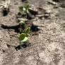 Illinois farmer welcomes warm up as planting continues