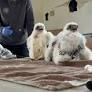 Rockford’s newest baby falcons provide scientists deeper look at rebounding species