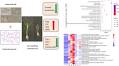Combined effects of polyamide microplastic and sulfamethoxazole in modulating the growth and transcriptome profile of hydroponically grown rice (Oryza sativa L.)
