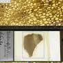 Digitizing microscope slides can uncover billions of fossils for natural history