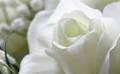 Nancylee Benyunes Bagwell Obituary July 31, 2025