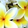Mayme Josie Jeys Obituary | Jones and Lewis Clear Lake Memorial Chapel | Lowerlake, CA
