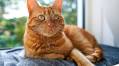 Meet Pirate Kitty Kylo, the Lovable Bandit Who Collects All His Neighbors' Toys