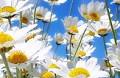Elizabeth Chappell Dashiell Obituary (2025) - Norfolk, VA - H.D. Oliver Funeral Apartments, Inc. - Norfolk Chapel