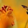 A diet of royal jelly isn't the only thing that makes a queen bee