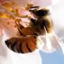 It’s OK to love all bees — including honey bees