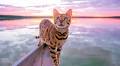Suki the Adventure Cat travels the world with her owners, and their photo album will give you serious wanderlust
