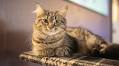 Kitty Corner Social Club purrs to life in downtown Iowa City