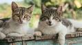 6 events for cat lovers in Toronto that are totally paw-some