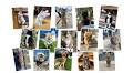 Popular Instagram account Cats of Madison boosts shelters and shops