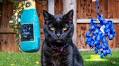 ‘Indolent and not photogenic’: can I make my reluctant cat a social media star in seven days?