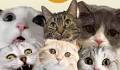 Top Cat Influencers in 2025