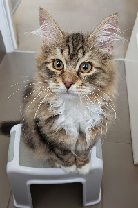 Meet Monty : r/SiberianCats