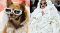 Who wore it better? Rescue dogs turn heads in celebrity Met Gala couture