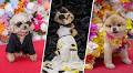 Dogs steal the show with adorable Pet Gala looks. See the Met Gala-inspired photos here