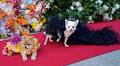 Photos: At the Pet Gala, fashion goes to the dogs