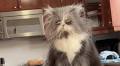 Persian Cat Meows the Word ‘Mom’ in Adorable Video