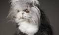 Fluffiest Of Them All: This Werewolf Cat Is Winning Hearts Worldwide