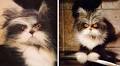 Atchoum: The Cat Whose Death Stare Will Devour Your Soul