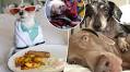 Exclusive | The secret lives of petfluencers: Body doubles, demanding doggie divas and shocking money deals