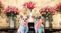 High Fashion: Pet Lovers Are Excited Over Luxury Pet Apparel