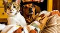 Laughter As Determined Cat Sits on Top of Dogs To Get the ‘Best Spot’