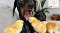 Tiny dog's Easter surprise as fluffy little chick suddenly nips her tongue