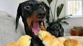 Tiny dog's Easter surprise as fluffy little chick suddenly nips her tongue